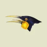 Male Huia Bird Head