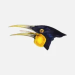 Male Huia Bird Head