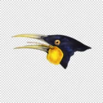 Male Huia Bird Head