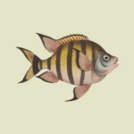 Sergeant Major Fish