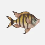 Sergeant Major Fish