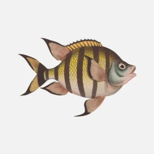 Sergeant Major Fish