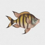 Sergeant Major Fish