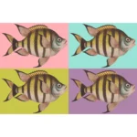 Sergeant Major Fish