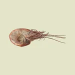 Shrimp