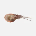 Shrimp