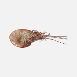 Shrimp
