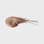 Shrimp