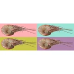 Shrimp