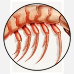 Shrimp Varieties Poster