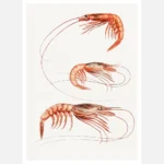 Shrimp Varieties Poster