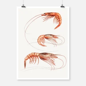 Shrimp Varieties Poster
