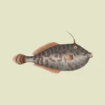 Unicorn Leatherjacket Fish