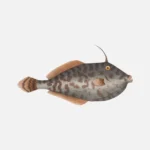 Unicorn Leatherjacket Fish