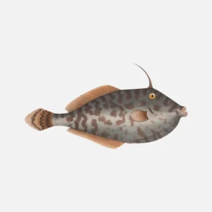 Unicorn Leatherjacket Fish