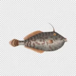 Unicorn Leatherjacket Fish