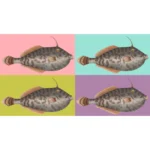 Unicorn Leatherjacket Fish