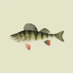 Yellow or Barred Perch