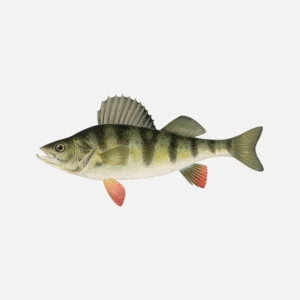 Yellow or Barred Perch