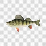 Yellow or Barred Perch