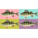 Yellow or Barred Perch