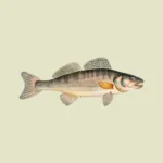 Zander, Sander, Pikeperch