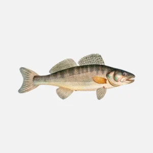 Zander, Sander, Pikeperch