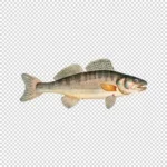 Zander, Sander, Pikeperch