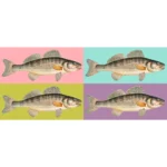 Zander, Sander, Pikeperch