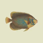 Emperor Angelfish