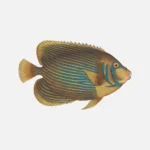 Emperor Angelfish