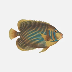 Emperor Angelfish