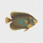 Emperor Angelfish