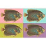 Emperor Angelfish