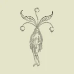 Female Mandrake Vector