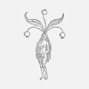 Female Mandrake Vector
