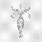 Female Mandrake Vector