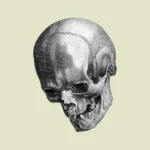 Human Skull Showing Teeth