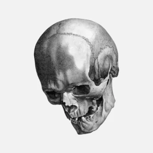 Human Skull Showing Teeth