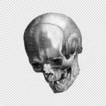 Human Skull Showing Teeth