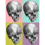 Human Skull Showing Teeth