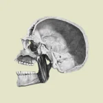 Human Skull Side with Cross Section