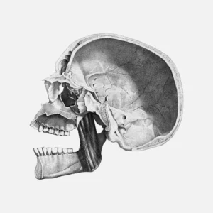 Human Skull Side with Cross Section