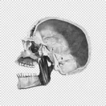 Human Skull Side with Cross Section