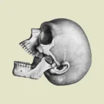 Human Skull with Ear Side View