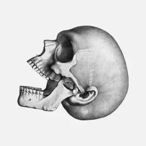 Human Skull with Ear Side View