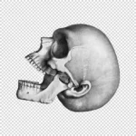 Human Skull with Ear Side View