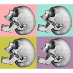 Human Skull with Ear Side View
