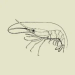 Madagascar Nylon Shrimp Heterocarpus Dorsalis Vector