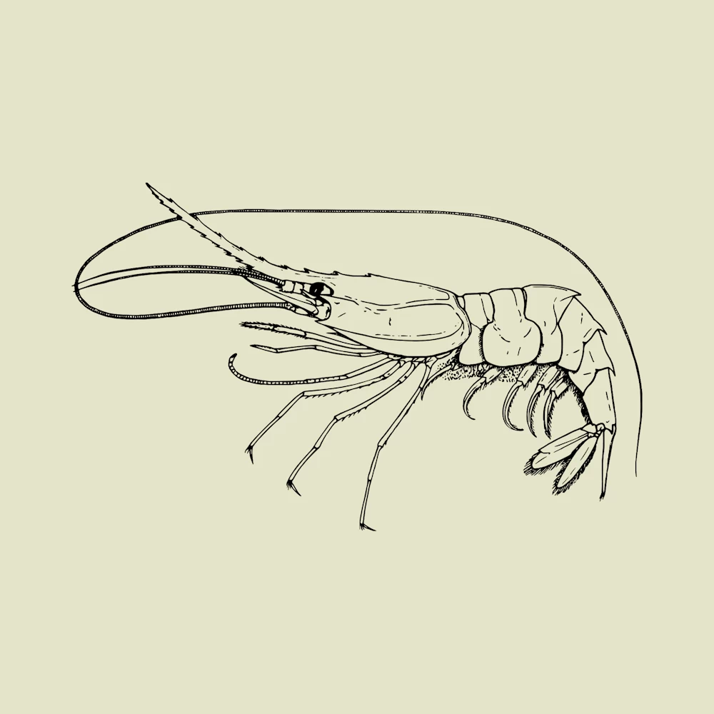 Madagascar Nylon Shrimp Heterocarpus Dorsalis Vector